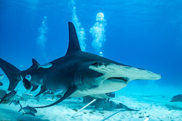 Great hammerhead shark feeds in Bahamas waters during vibrant day