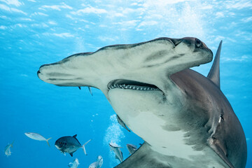 Great hammerhead shark feeding in the Bahamas clear water