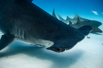 Great hammerhead shark feeds in the Bahamas during midday