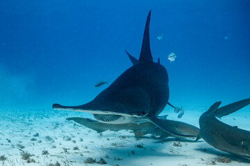 Great hammerhead shark feeds in clear waters of the Bahamas