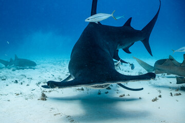 Great hammerhead shark feeds in clear waters of the Bahamas