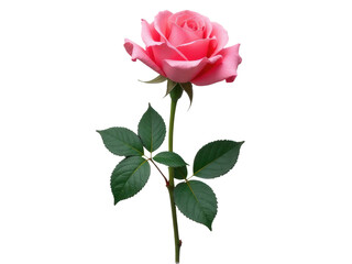 Pink rose on stem with green leaves, ideal for floral arrangements and decorative purposes
