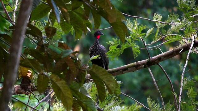 Crested guan perched in tree in tropical rainforest near Uvita, Costa Rica