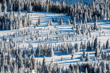 Winter Forest Landscape with Cross Country Skiers. Aerial view of cross country skiers crossing a pristine winter forest with snow covered pine trees, sunlight and blue shadows. 