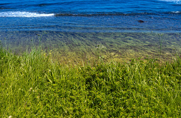 Fresh green meadow with wild grass and flowers overlooking a clear blue sea. Representing natural coastline, peaceful summer scenery, environmental beauty and calm outdoor landscape. Selective focus.