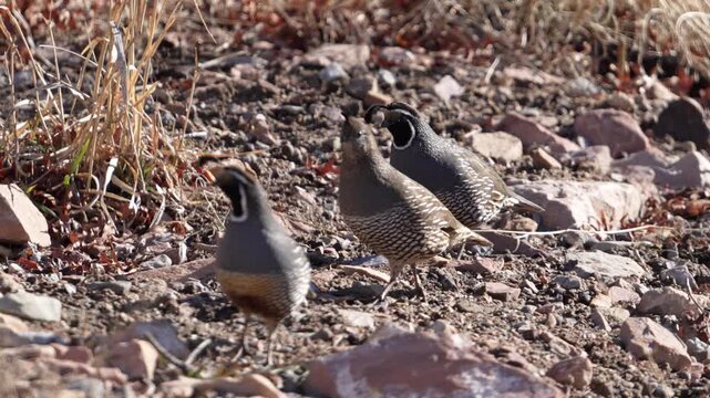 California quail following each other through the Utah wilderness in slow motion.