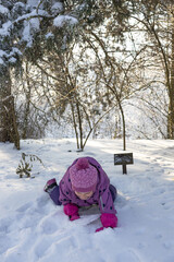 Cute little girl in purple winter overalls playing and crawling in deep white snow in sunny forest