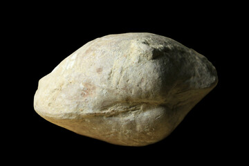Fossil Seashell Endocast from the Theban Hills in Egypt, Eocene Period  © Stanford Lone