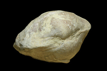 Fossil Seashell Endocast from the Theban Hills in Egypt, Eocene Period  © Stanford Lone