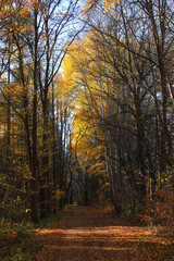 Naklejka premium Path through a Forest in Autumn in Lower Lusatia, Germany 