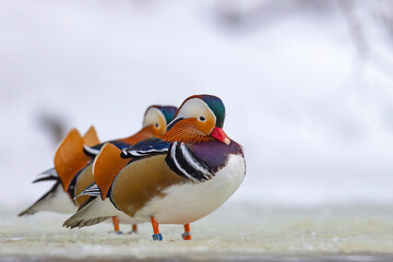 mandarynka (Aix galericulata) © Grzegorz
