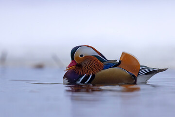 mandarynka (Aix galericulata) © Grzegorz