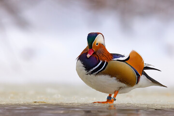 mandarynka (Aix galericulata) © Grzegorz