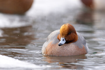 świstun (Mareca penelope) © Grzegorz