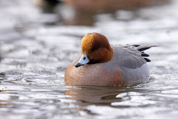 świstun (Mareca penelope) © Grzegorz