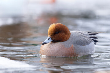 świstun (Mareca penelope) © Grzegorz