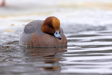 świstun (Mareca penelope) © Grzegorz