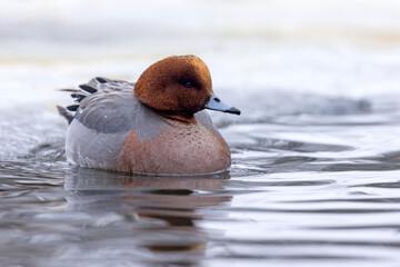 świstun (Mareca penelope) © Grzegorz