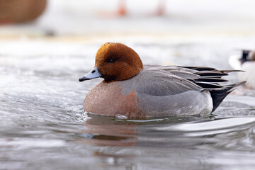 świstun (Mareca penelope) © Grzegorz