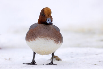 świstun (Mareca penelope) © Grzegorz