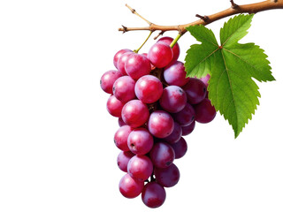 Fototapeta premium Fresh red grapes hanging from a vine, great for still life photography or wine-related illustrations