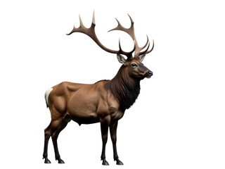 Fototapeta premium A deer stands proudly in front of a clean white background, its large antlers prominently displayed