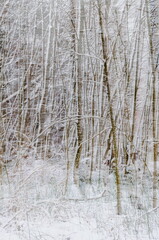 Fototapeta premium Abstract motion blur of winter forest with bare trees, soft pastel tones creating dreamy minimalist background and artistic texture.