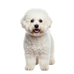 Fototapeta premium Adorable white bichon frise puppy standing alertly against a plain white background