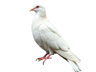 Obraz premium A white pigeon rests on the top of a weathered wooden post, possibly in a rural or countryside setting