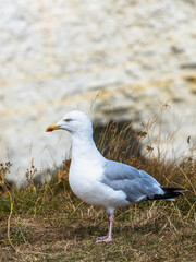 Fototapeta premium Herring Gull, Sea Gull, Gulls on Dorset cliff