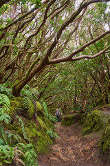 Obraz premium Hiker on laurisilva forest trail