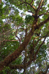 Fototapeta premium Moss-covered laurisilva tree trunks in Anaga