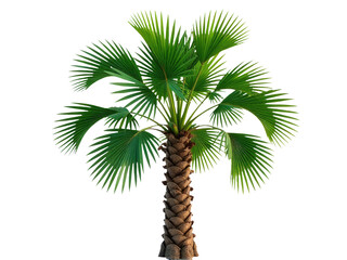 A palm tree with lush green leaves on a simple white background