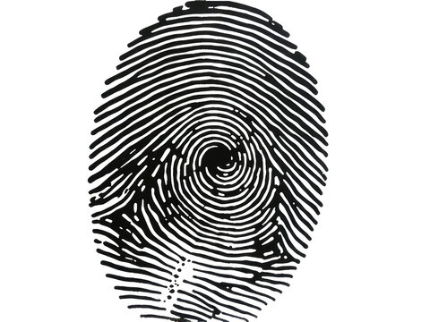 A close-up of a spiral designed fingerprint