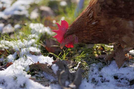 Close-up photo of a Lohmann Brown hen pecking grass through snow on a winter day, highlighting natural poultry behavior in a cold rural environment