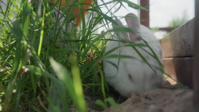 Rabbit Resting Peacefully, Serene Hare Beside Lush Foliage, Gentle Lapine At Ease Amid Verdant Blades Of Grass, Tranquil White Hare Naps Comfortably In Shaded Corner Beside Wooden Surface