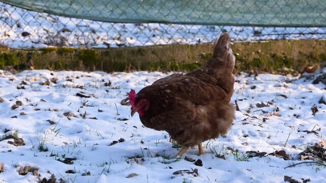 Video of a brown Lohmann Brown hen slowly walking in a snowy yard, pecking and searching for grass, capturing a calm rural winter farm scene