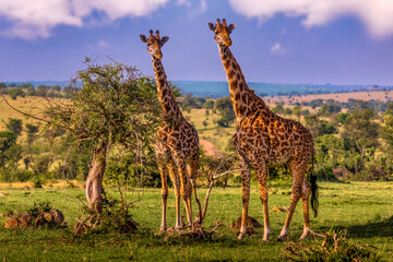 Obraz premium Giraffes standing in open savanna landscape