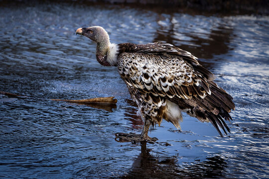 Ruppell&rsquo;s griffon vulture standing in shallow water