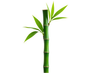 Obraz premium A close-up of a tall bamboo plant with lush green leaves against a clean white background