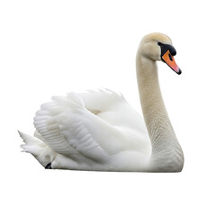 Obraz premium Elegant swan gracefully floating on calm waters