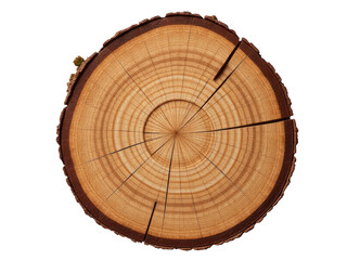 Obraz premium A close-up view of a tree trunk featuring a bird perched on its surface