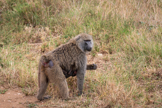 mother and baby olive baboon or papio anubis with baby clutching her underbelly in serengeti savanna