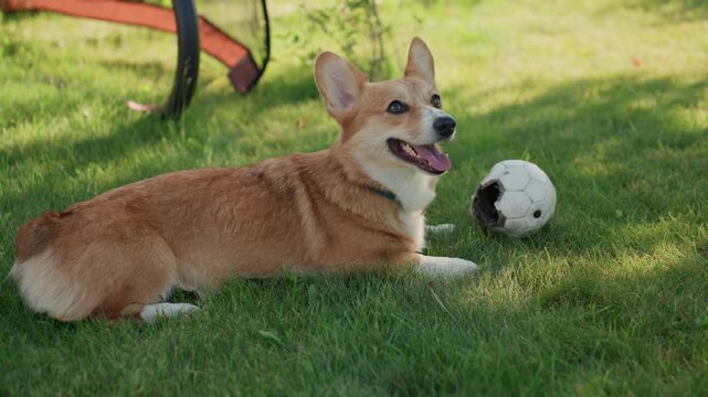 Chill Dog Resting, Peaceful Dog Lying Near Outdoor Ball, Serene Corgi Relaxes On Grass With Sporting Equipment Nearby, Tranquil Corgi Sprawled On Lush Yard Grass Beside Fun Sports Gear In Shade