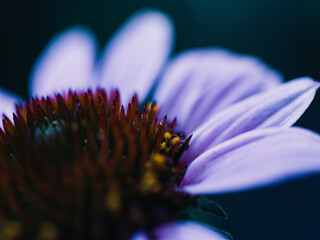 Close up of a flower