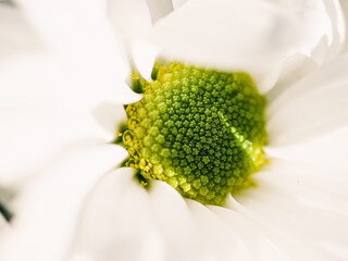 close up of a white flower