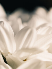white flower macro