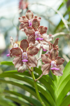 Vanda Mimi Palmer orchid with brown patterned petals and vivid pink lip, blooming on upright stem with green leaves and soft natural background.
