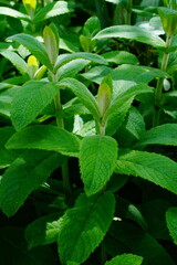 mint leaves in the garden © Lecaros fotografíx77