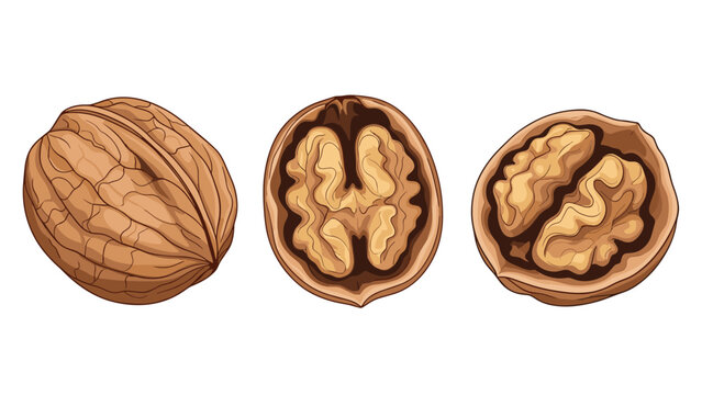 Realistic illustration of walnuts including one whole shell and two halves showing the brain-like nut kernels inside on a white background.
